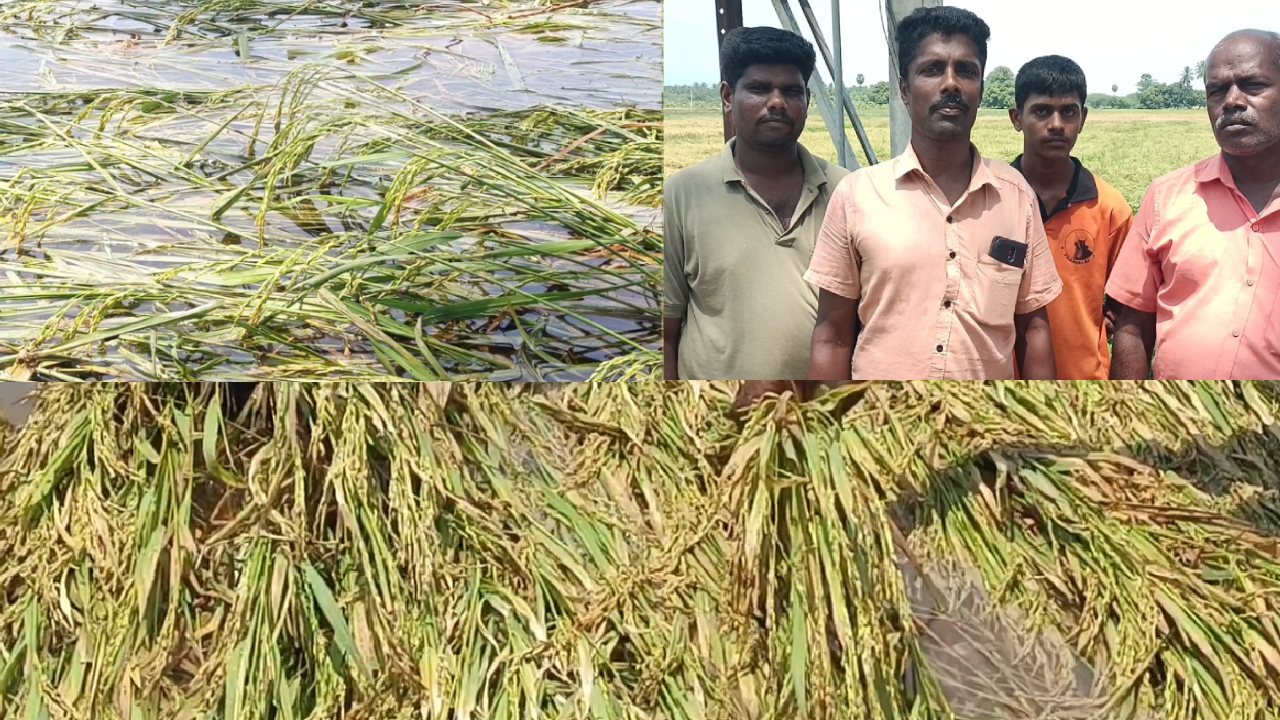 தொடர் மழையால் நெற்பயிர்கள் சேதம்.. விவசாயிகள் கவலை!
