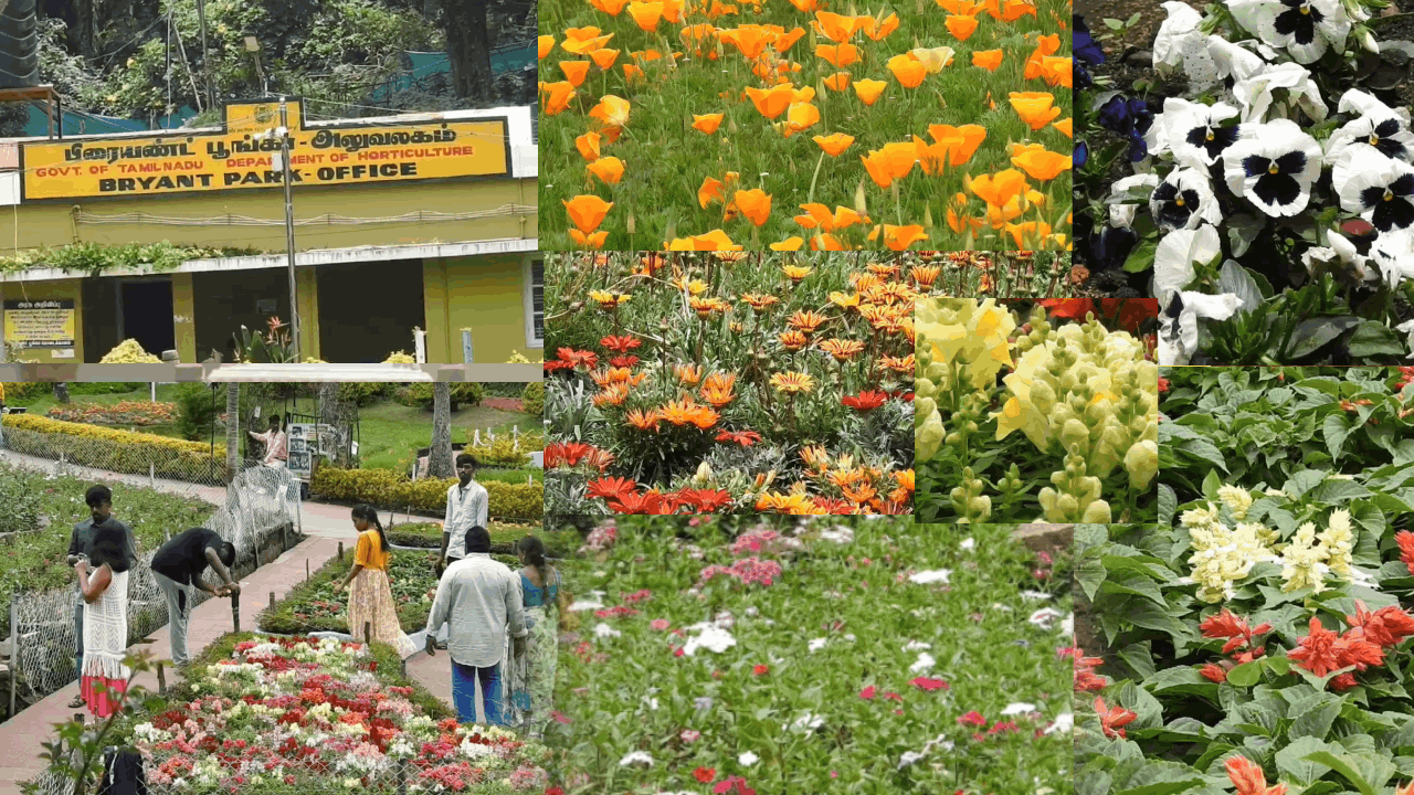 கொடைக்கானலில் 62-வது மலர் கண்காட்சி.. பூத்துக்குலுங்கும் வண்ண மலர்கள்!