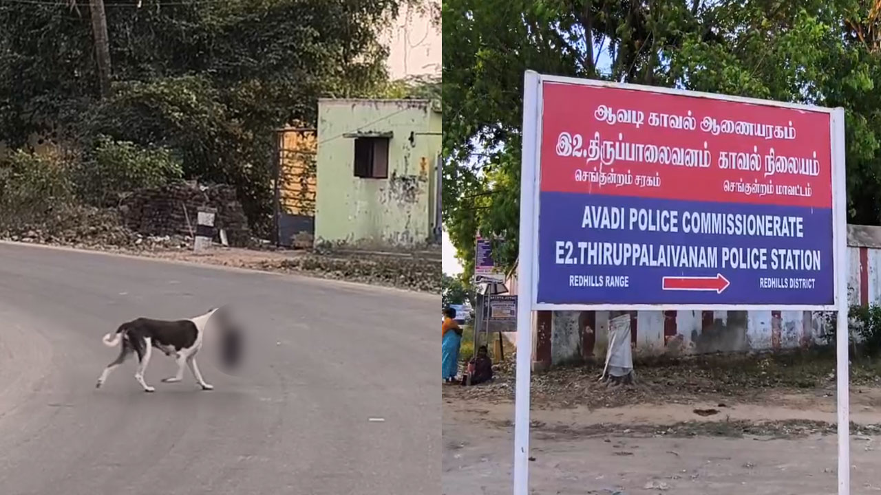  பொன்னேரியில் தலை இல்லாத பச்சிளம் சிசுவின் சடலம்...நாய் இழுத்து சென்றதால் பரபரப்பு