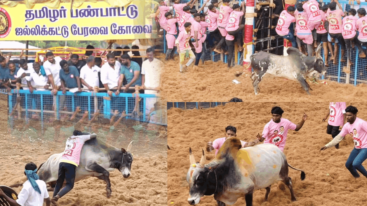 கோவையில் ஜல்லிக்கட்டு.. 800 காளைகள், 500 மாடுபிடி வீரர்கள் பங்கேற்பு!