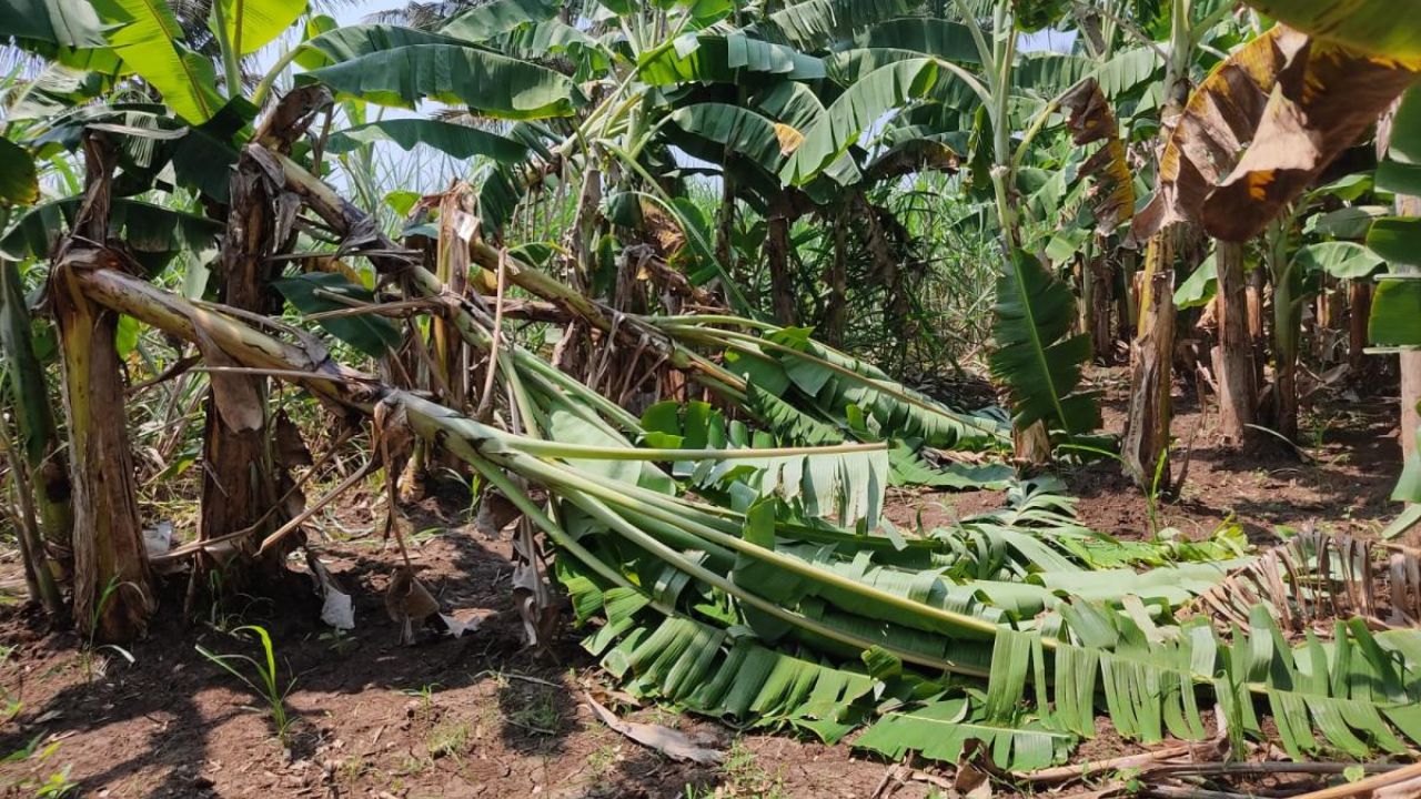 வாழை விவசாயிகளுக்கு ஏக்கருக்கு ரூ.2 லட்சம் இழப்பீடு- வலுக்கும் கோரிக்கை