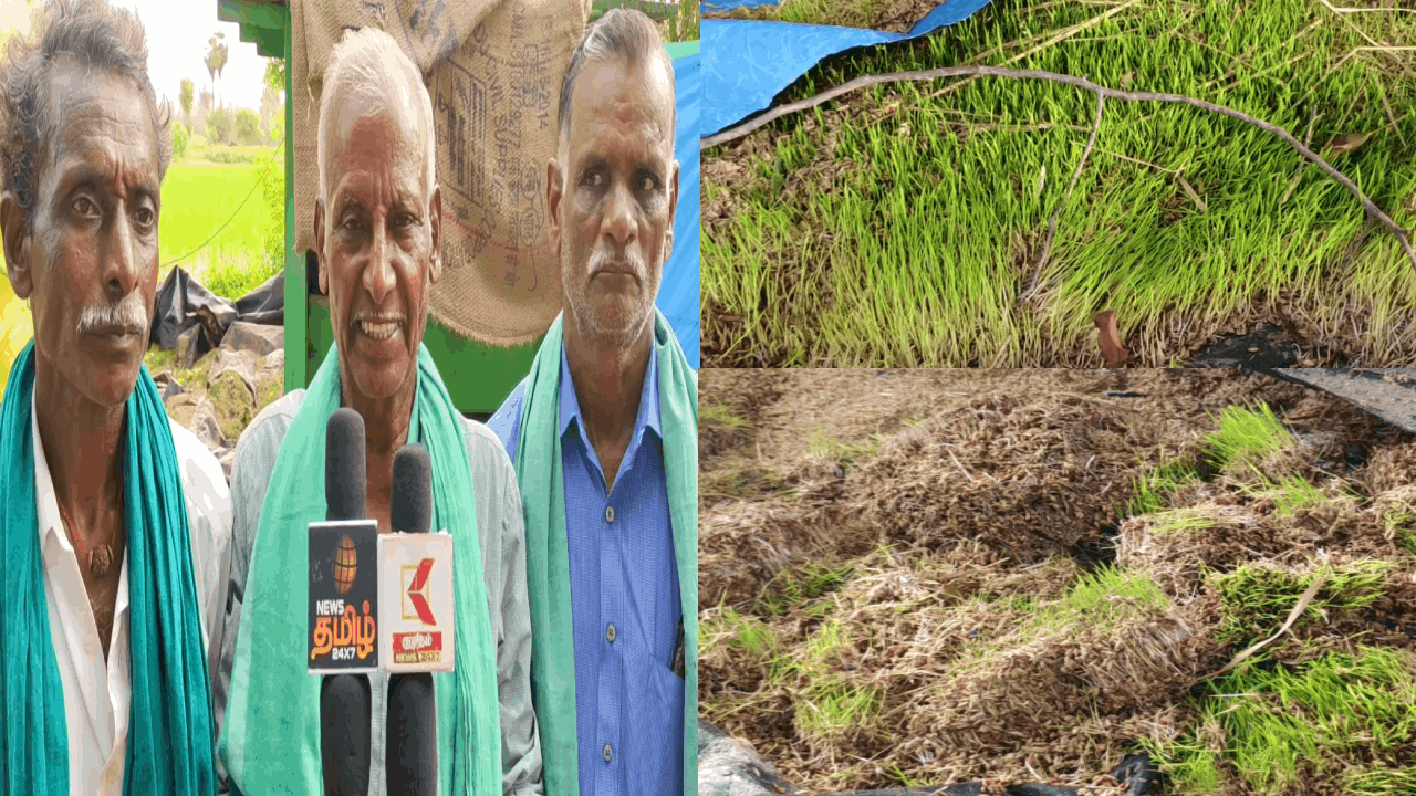 மழையில் நனைந்த நெல் மூட்டைகள்: நேரடி கொள்முதல் நிலையங்களால் விவசாயிகள் வேதனை!