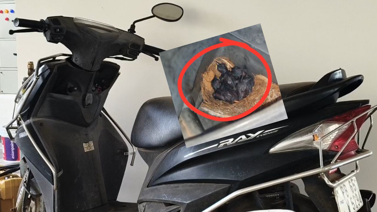 குருவிகளுக்காக பைக்கை தானம் செய்த வினோத இளைஞன்