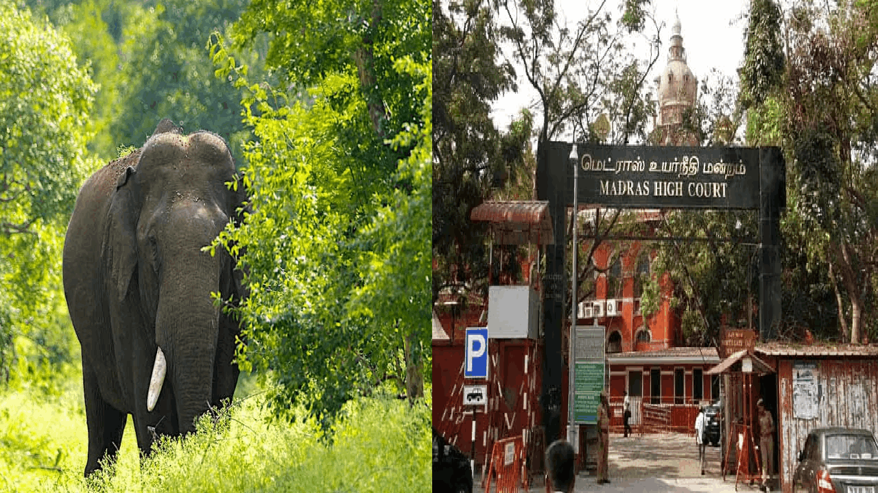 யானை வழித்தடத்தை பாதுகாக்க கோரிய வழக்கு.. அரசு பதிலளிக்க உயர் நீதிமன்றம் உத்தரவு!