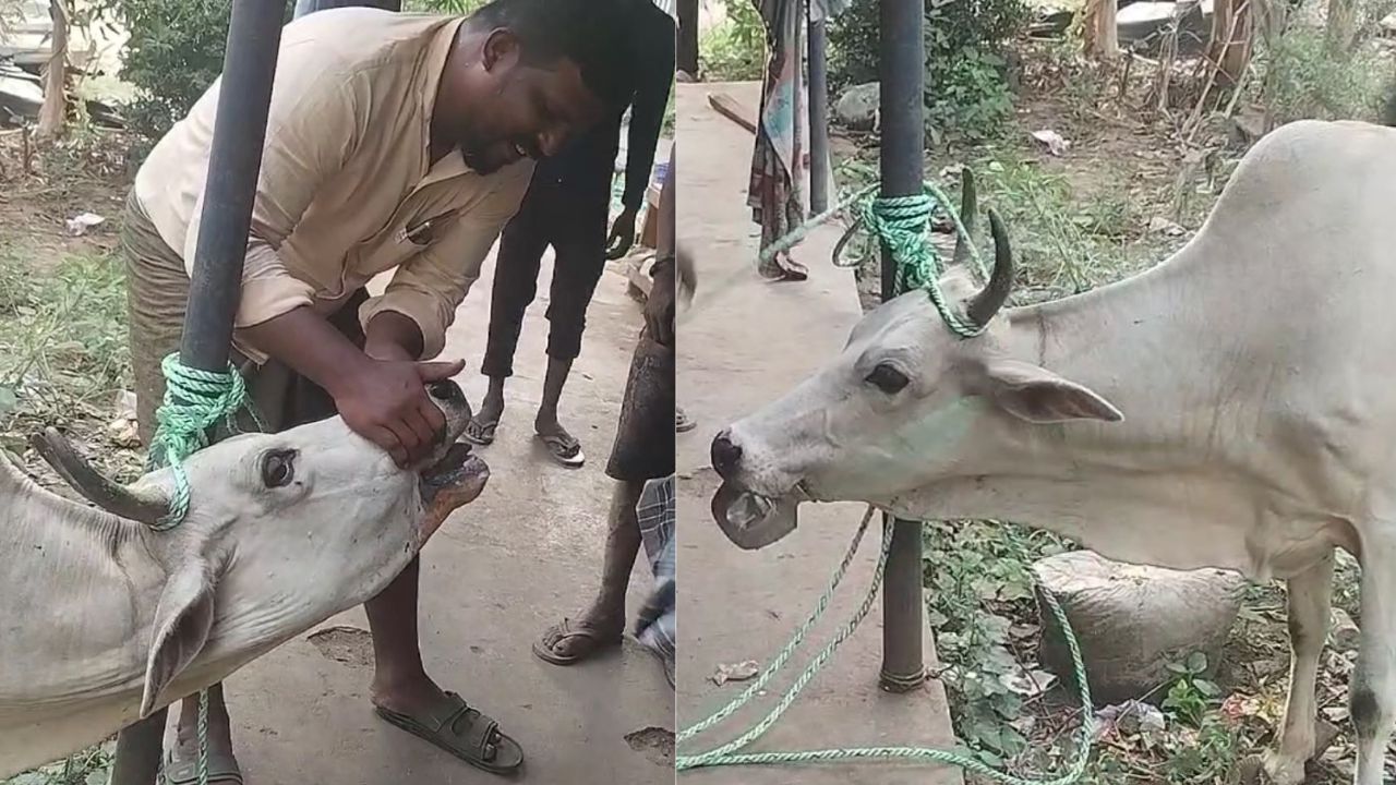 பசுவின் வாயில் சிக்கிய சொம்பு.. வைரல் வீடியோ