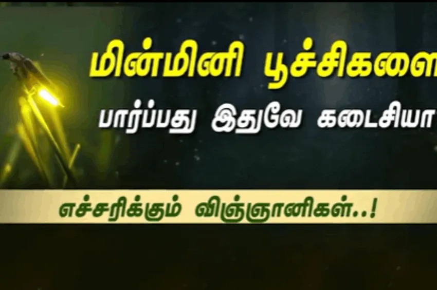 மின்மினி பூச்சிகளை பார்ப்பது இதுவே கடைசியா?  எச்சரிக்கும் விஞ்ஞானிகள்..!