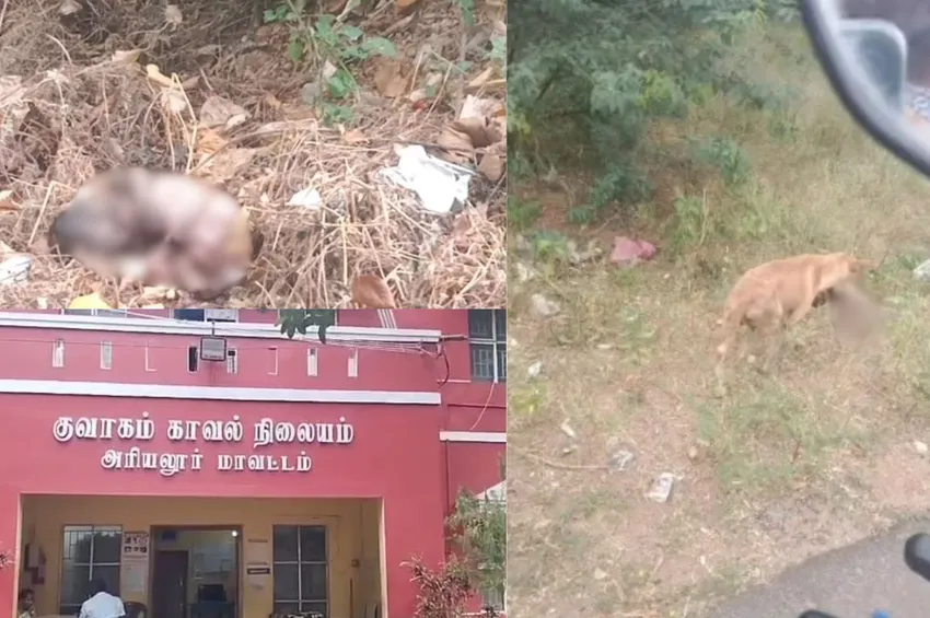 இரக்கமில்லாத பெற்றோர்.. குப்பையில் வீசிய குழந்தையை கவ்விச் சென்ற நாய்! 