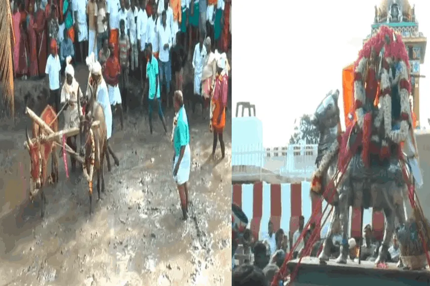  பட்டீசுவரர் கோவிலில் நாற்று நடவு திருவிழா கோலாகலம்.. பக்தர்கள் பங்கேற்பு!