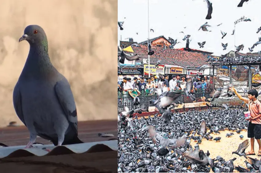 புறாக்களால் வந்த பிரச்னை.. அரசு போட்ட அதிரடி உத்தரவு..! 