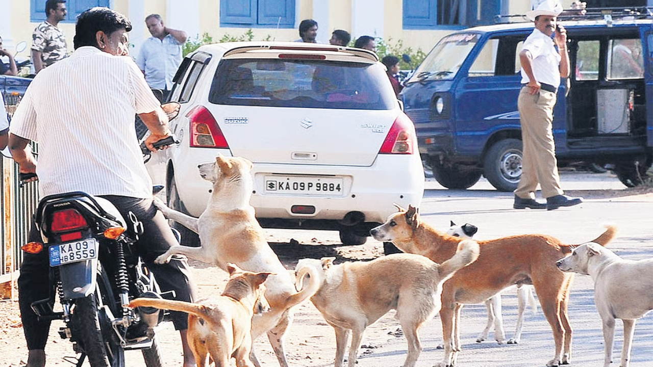 தெருநாய்களுக்கு சிக்கன் ரைஸ்.. பெங்களூரு மாநகராட்சியின் புதிய திட்டம்