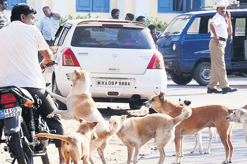 தெருநாய்களுக்கு சிக்கன் ரைஸ்.. பெங்களூரு மாநகராட்சியின் புதிய திட்டம்