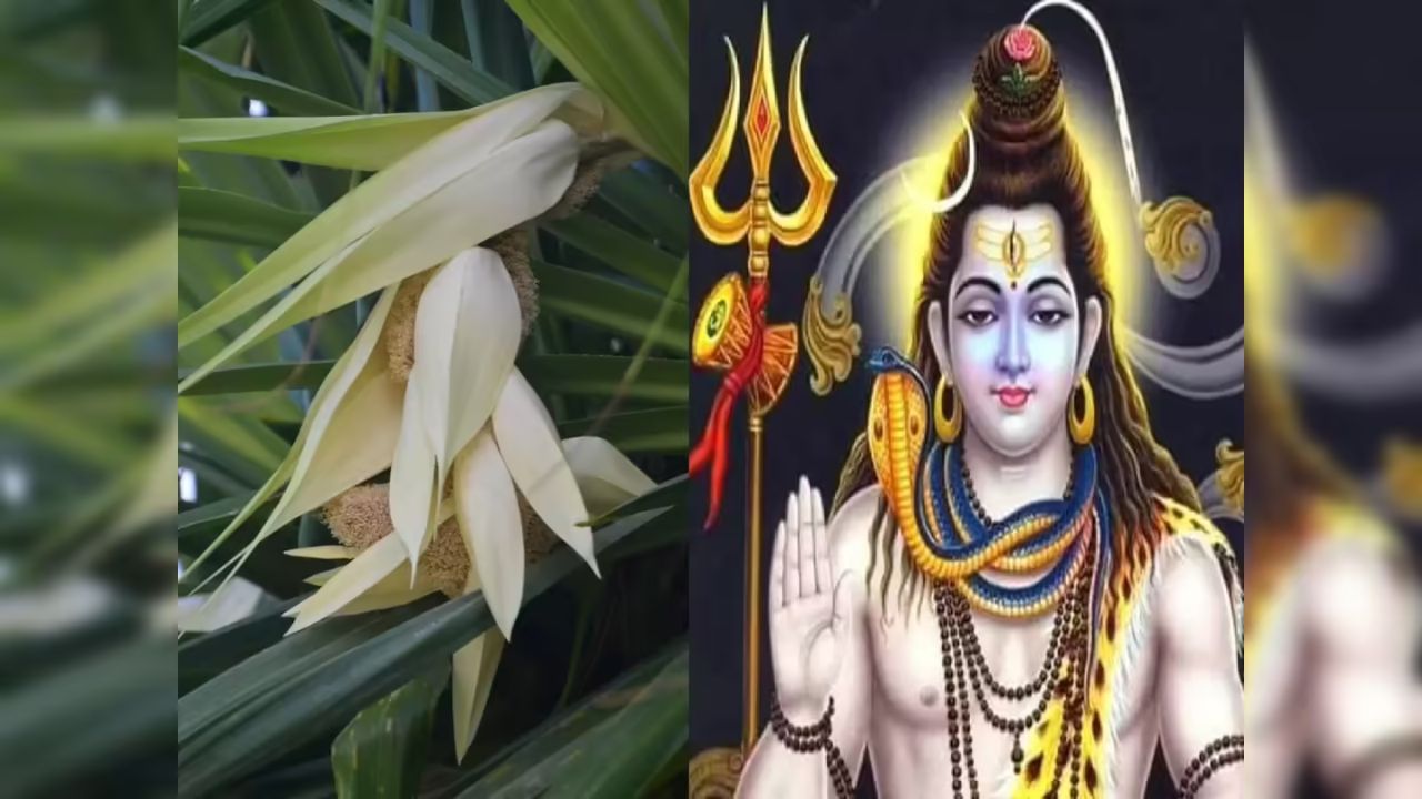 சிவபெருமானிடம் சாபத்தையும் மன்னிப்பையும் பெற்ற தாழம்பூ!