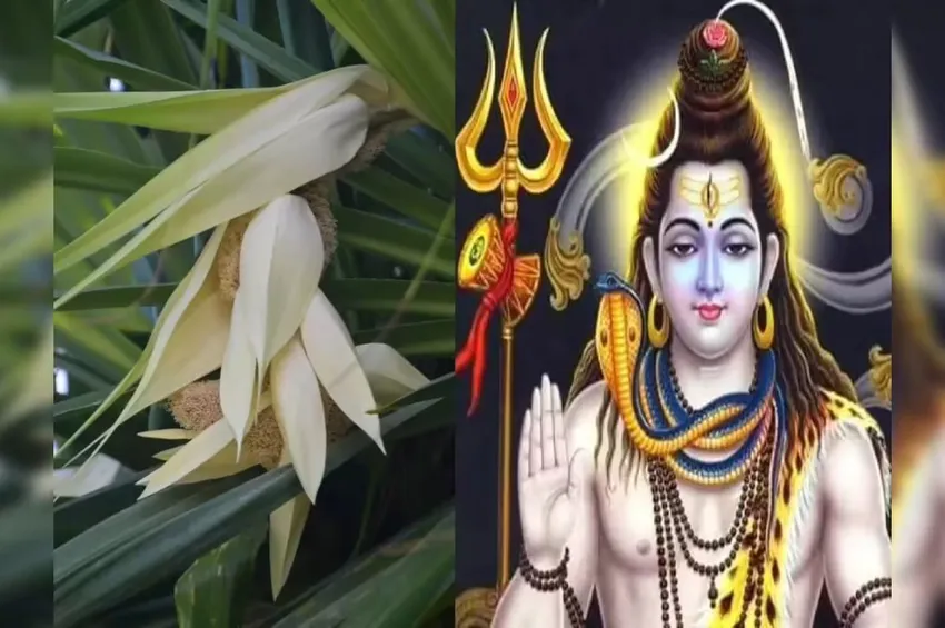 சிவபெருமானிடம் சாபத்தையும் மன்னிப்பையும் பெற்ற தாழம்பூ!