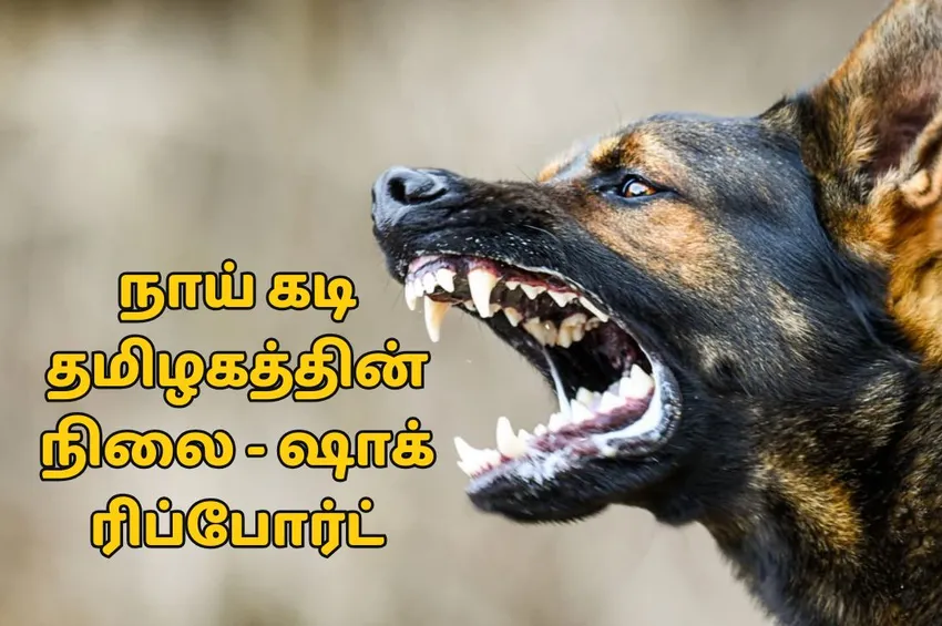 தினசரி 10,000 பேர்.. தமிழ்நாடு இரண்டாவது இடம்: நாய்கடி தொடர்பான ஷாக் ரிப்போர்ட்!