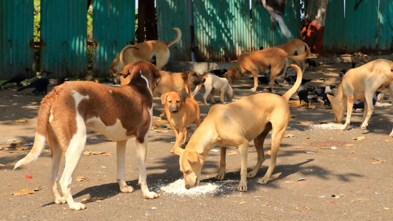 நாய்கள் அதிகம் உள்ள நாடுகள்.. டாப் 10 பட்டியலில் இந்தியா!