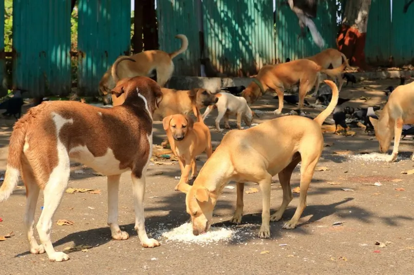 நாய்கள் அதிகம் உள்ள நாடுகள்.. டாப் 10 பட்டியலில் இந்தியா!