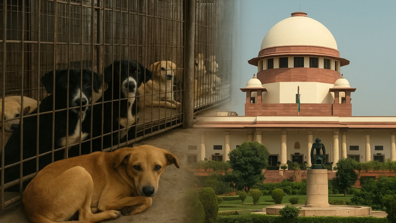  தெரு நாய்களுக்கு பொது இடங்களில் உணவளிக்க தடை- உச்சநீதிமன்றம் 