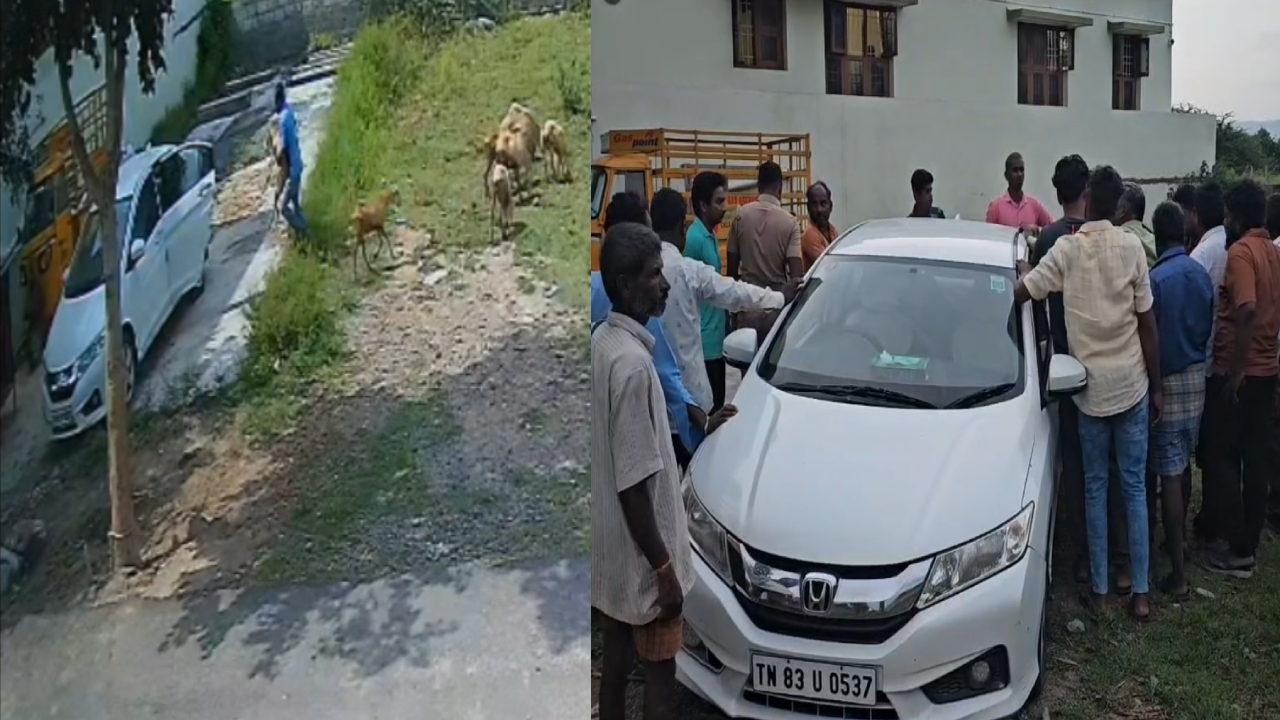 வாணியம்பாடியில் ஆடுகளை காரில் திருடிச்சென்ற வழக்கறிஞர் கைது 