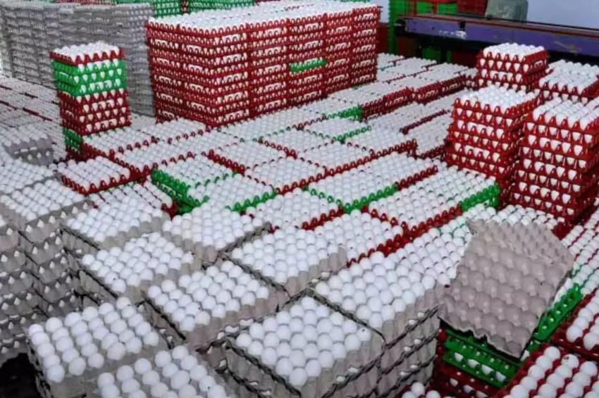 பண்டிகை காலம்: நாமக்கல்லில் முட்டை கொள்முதல் விலை வரலாறு காணாத புதிய உச்சம்!