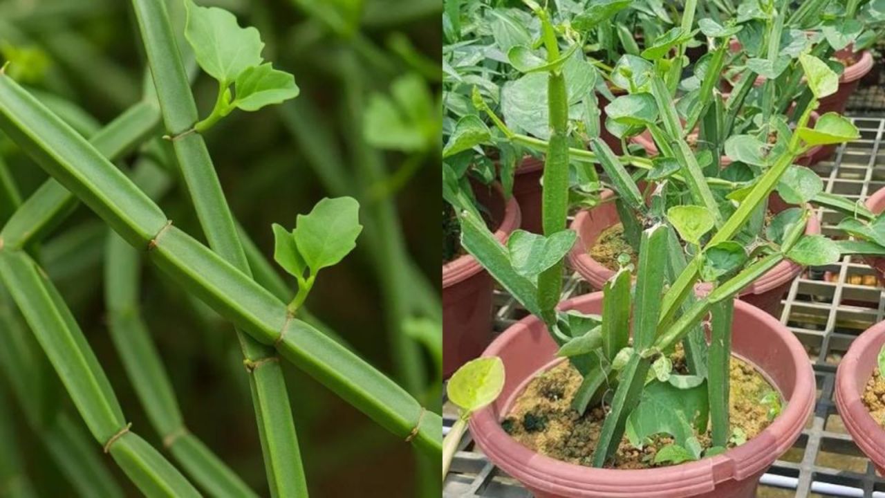 உடைந்த எலும்பை ஒட்டவைக்கும்.. அதிசயம் செய்யும் பிரண்டை!