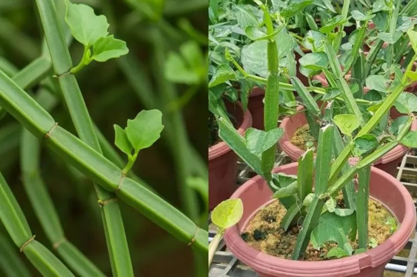 உடைந்த எலும்பை ஒட்டவைக்கும்.. அதிசயம் செய்யும் பிரண்டை!