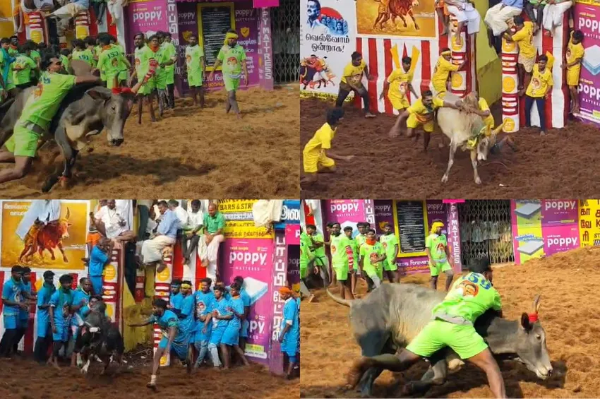 சீறிப்பாயும் காளைகள்.. அதிரும் வாடிவாசல்: அலங்காநல்லூர் ஜல்லிக்கட்டுப் போட்டி தொடக்கம்!