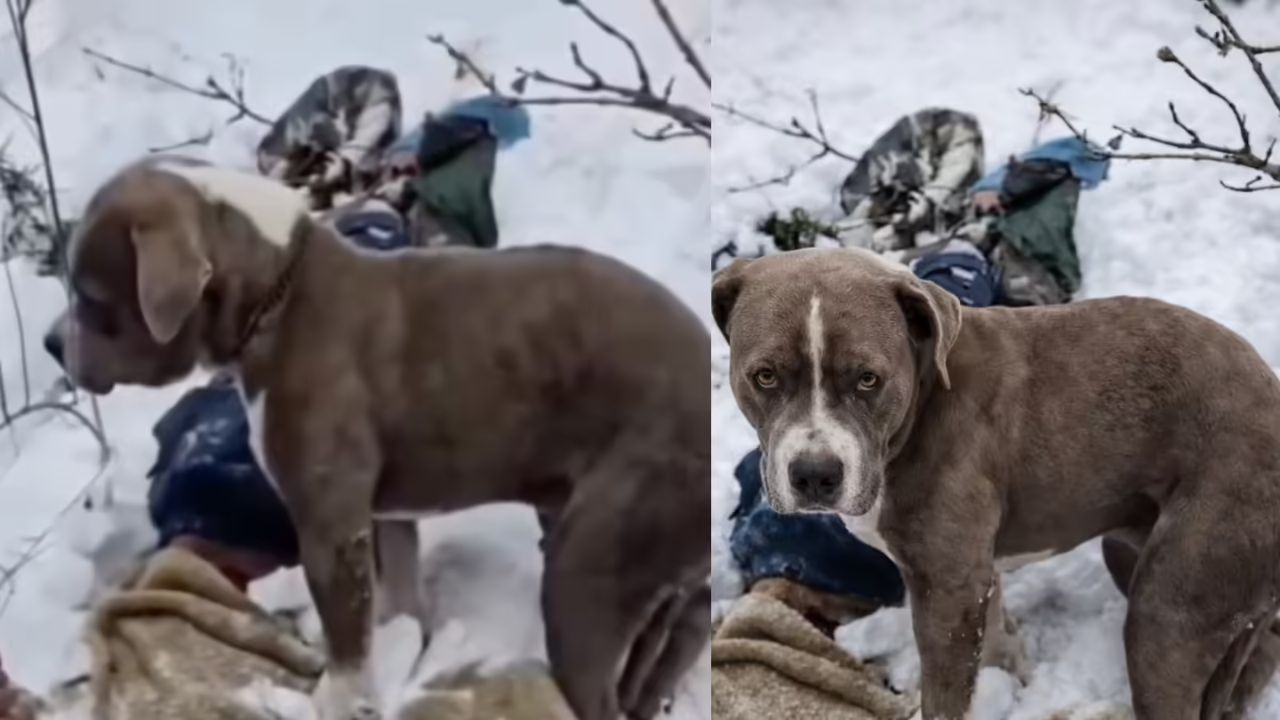 உறைபனியிலும் குறையாத அன்பு.. உயிரிழந்த எஜமானரை விட்டுப் பிரியாமல் காவல் காத்த நாய்!