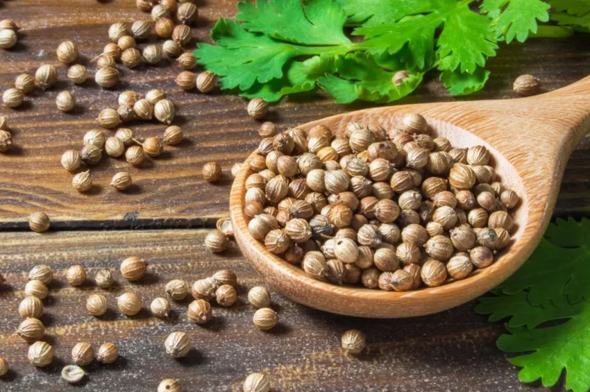 உடல் எடையைக் குறைக்க உதவும் 'தனியா': அதிசய நன்மைகளும் பயன்படுத்தும் முறைகளும்!