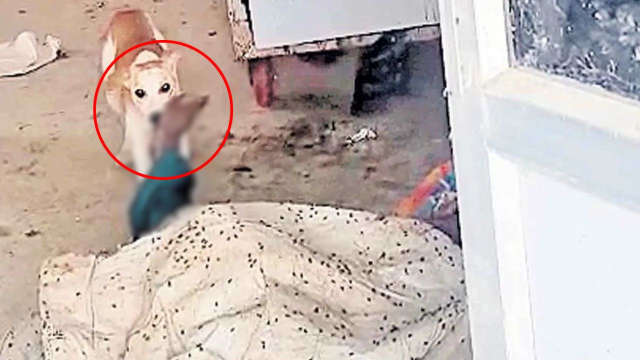 அரசு மருத்துவமனையில் அதிர்ச்சி: பிணவறைக்குள் புகுந்து உடலைக் கடித்து குதறிய நாய்!