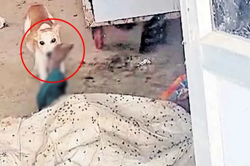 அரசு மருத்துவமனையில் அதிர்ச்சி: பிணவறைக்குள் புகுந்து உடலைக் கடித்து குதறிய நாய்!