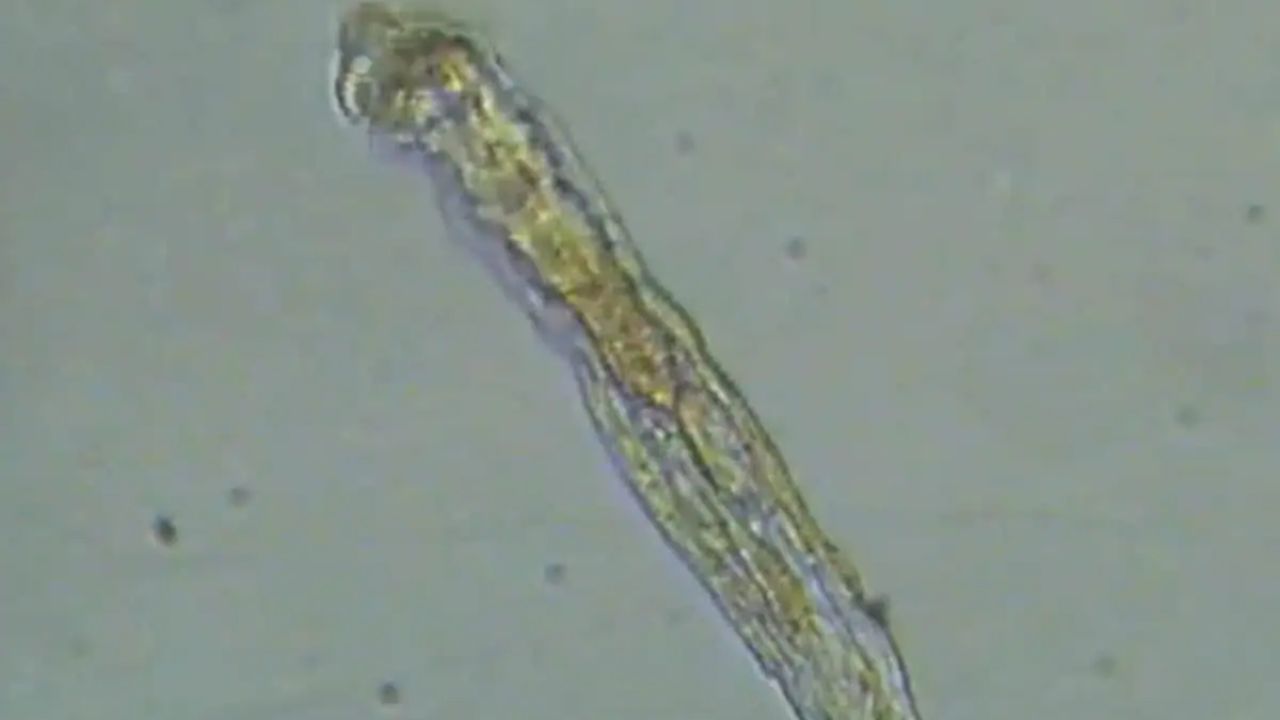 24,000 ஆண்டுகள் பனியில் உறைந்த 'ஸாம்பி' புழு: உயிர்த்தெழுந்த அதிசயம்!