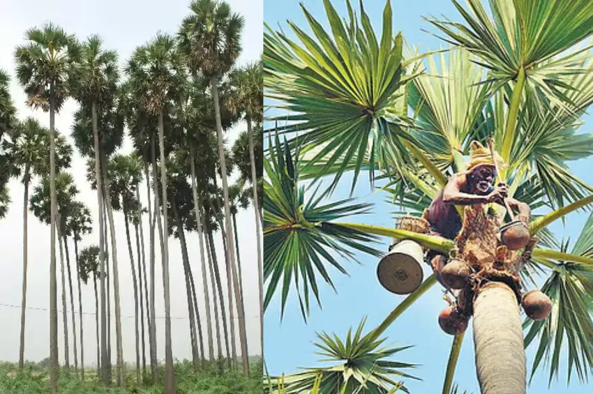  கள் விற்பனையை ஆதரிக்கும் நீதிமன்றம் க்ரீன் சிக்னல் கொடுப்பாரா விஜய்?