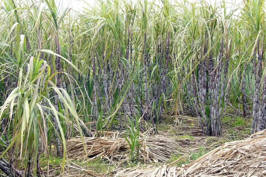 கரும்புக்கான ஆதார விலை உயர்வு.. தமிழக விவசாயிகளுக்கு கிடைக்காதா? என்ன காரணம்?