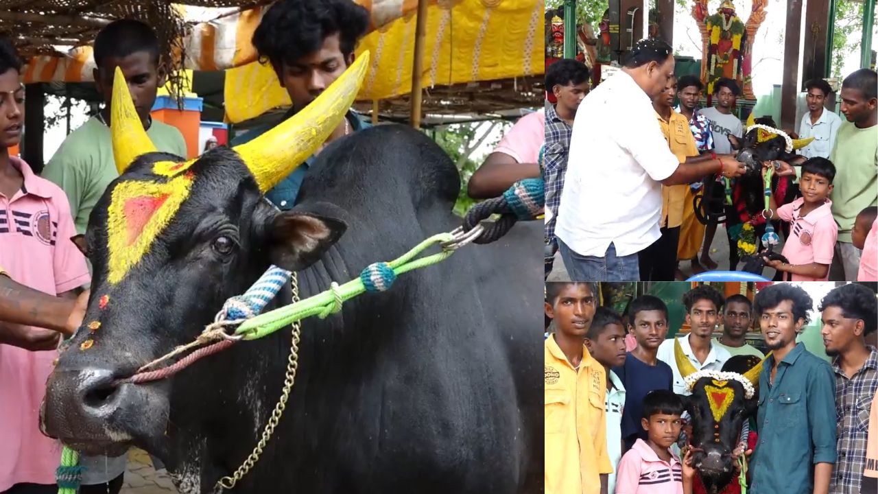 மதுரை: ஜல்லிக்கட்டு காளைக்கு கேக் வெட்டி பிறந்தநாள் கொண்டாடிய இளைஞர்கள்!