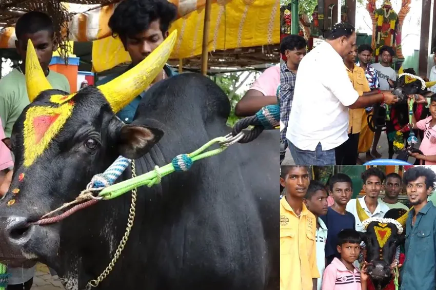மதுரை: ஜல்லிக்கட்டு காளைக்கு கேக் வெட்டி பிறந்தநாள் கொண்டாடிய இளைஞர்கள்!