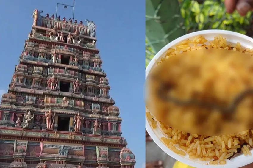 ஓசூரில் கோயில் பிரசாதத்தில் பாம்பு....பக்தர்கள் அதிர்ச்சி