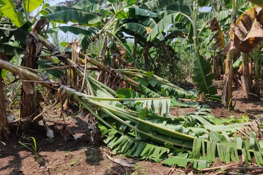 வாழை விவசாயிகளுக்கு ஏக்கருக்கு ரூ.2 லட்சம் இழப்பீடு- வலுக்கும் கோரிக்கை